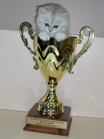 Trophy Kitten